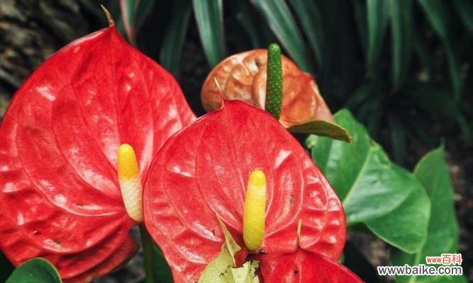 红玫瑰的花语及其象征的热烈的爱 热烈的爱之花——红玫瑰