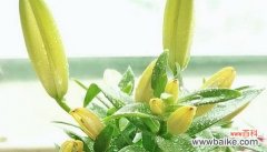 以向日葵的花语表达勤劳与奋斗精神 勤劳之花