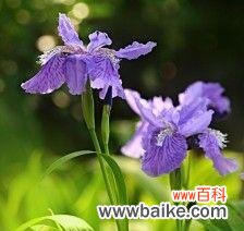 用花语诠释青春的美好与激情 以菊花的花语为主题的青春篇章