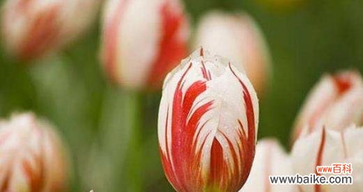 用花语诠释青春的美好与激情 以菊花的花语为主题的青春篇章