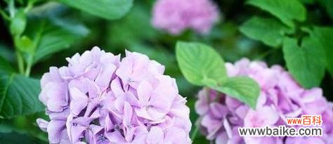 用花语诠释青春的美好与激情 以菊花的花语为主题的青春篇章