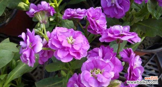 以什么花的花语是请爱我吧 让爱之花盛放——请爱我吧的花语