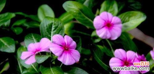 探索菊花的花语 青春活力之花语