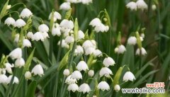 探索菊花的花语 青春活力之花语