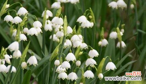 探索菊花的花语 青春活力之花语