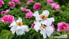 自由 囚禁的花语