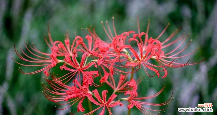 唤起人间最美的善良——百合花传递的温暖力量 善良之花——百合花的花语
