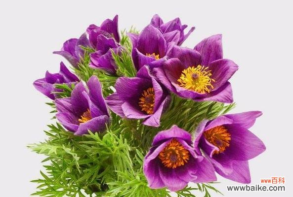 用一束百合 深爱的花语——以百合花为主题的文章