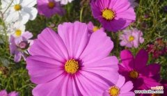 阳光 善良温暖的花语——向日葵