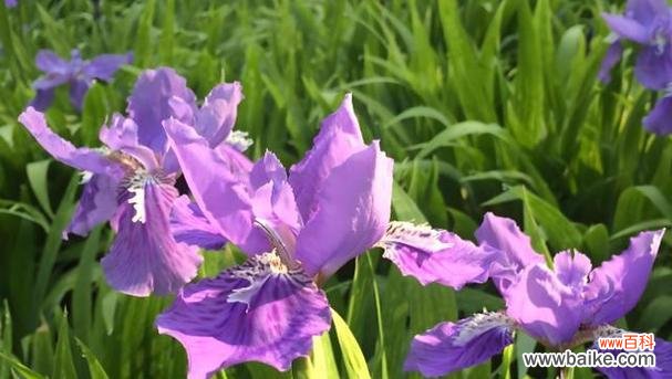 浓情蜜意 深情花语——红玫瑰的浪漫告白