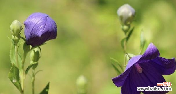 浓情蜜意 深情花语——红玫瑰的浪漫告白