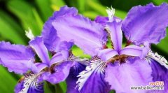 揭开花语的神秘面纱 神秘之花