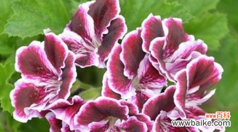 用花语传递失恋情感 失恋花语——以风信子为主题的花语解读