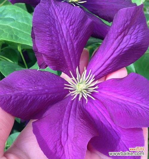 在绽放中见证希望与阴影的共存 光明与黑暗交织的花朵