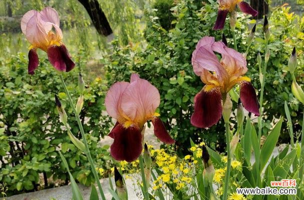 在绽放中见证希望与阴影的共存 光明与黑暗交织的花朵