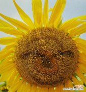 阳光与希望的化身——向阳花 向阳花的寓意及其象征意义