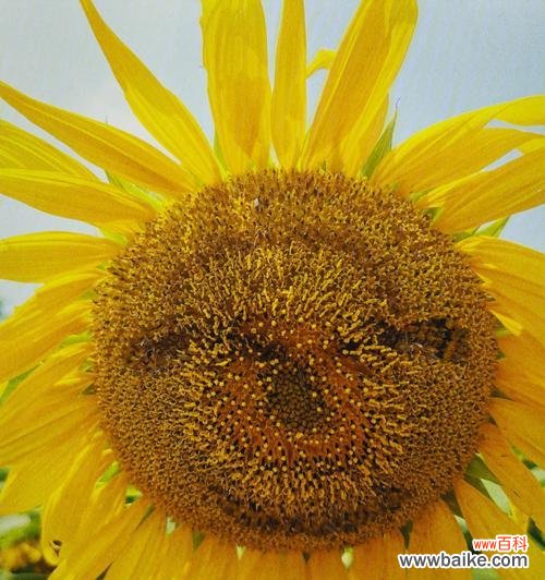 阳光与希望的化身——向阳花 向阳花的寓意及其象征意义