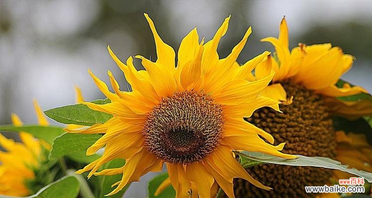 阳光与希望的化身——向阳花 向阳花的寓意及其象征意义