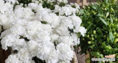 用玫瑰花传递友谊的深情与祝福 友谊之花