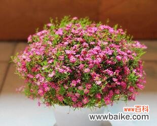 探索花卉世界中的幸运象征及其深远影响 幸运花的力量