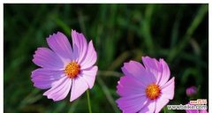 探索花卉世界中的幸运象征及其深远影响 幸运花的力量