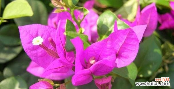 探索花卉世界中的幸运象征及其深远影响 幸运花的力量