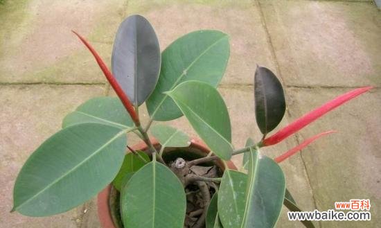 橡皮树寓意的探究及其深刻内涵 橡皮树的象征意义