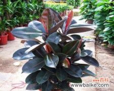 橡皮树寓意的探究及其深刻内涵 橡皮树的象征意义