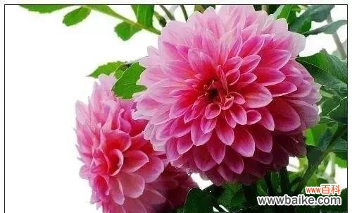 探寻象征友谊一辈子的花 友谊长久如花