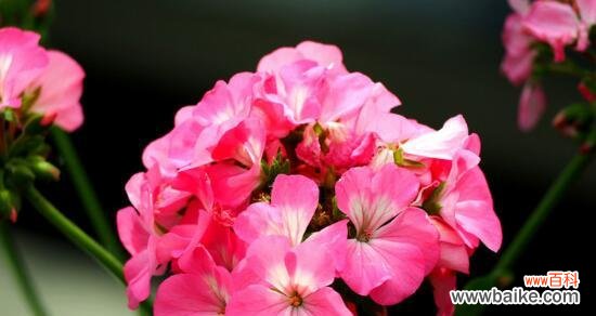 探寻象征友谊一辈子的花 友谊长久如花