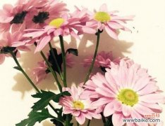 小雏菊的象征与意义探析 小雏菊的花语和寓意