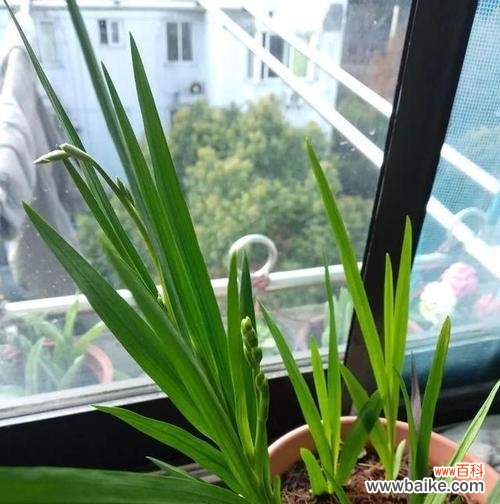 小苍兰花语的深刻内涵与传统象征 小苍兰的花语之魅力与寓意