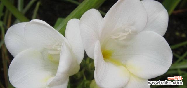 小苍兰花语的深刻内涵与传统象征 小苍兰的花语之魅力与寓意