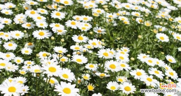 深入解读小雏菊的花语与寓意 小雏菊花语