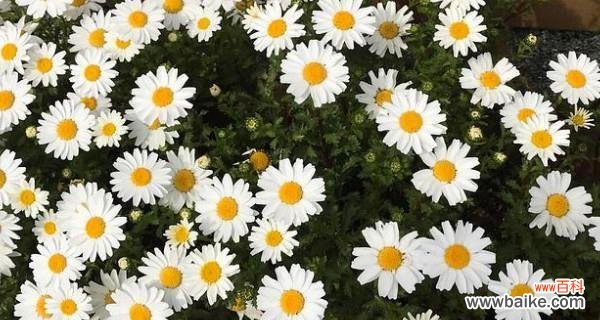 深入解读小雏菊的花语与寓意 小雏菊花语