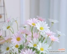 透过小雏菊的花语传递温暖和希望 小雏菊的寓意与意义