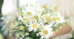 揭示小雏菊的花语之美 小雏菊花语传递的爱与希望