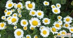 探索小雏菊不同颜色的花语和象征意义 小雏菊的花语之色彩的意义