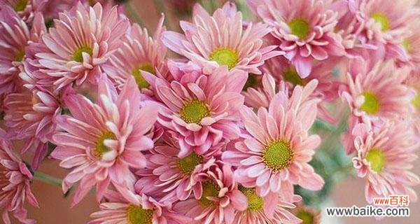 盛开的小雏菊 小雏菊图片及花语大全