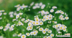 盛开的小雏菊 小雏菊图片及花语大全