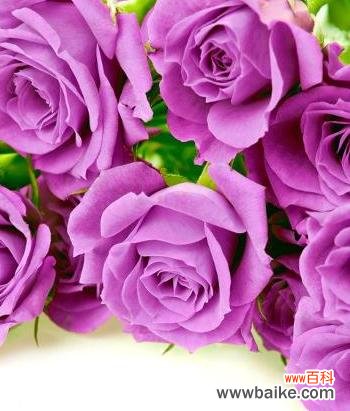 以何种花的花语表达生日祝福 生日快乐,鲜花送祝福