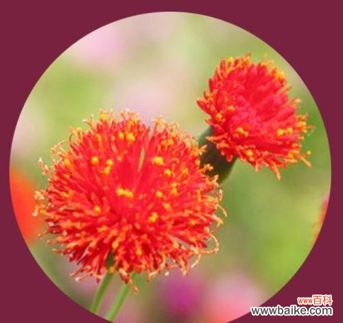 探寻玫瑰花背后的花语与象征 玫瑰的花语