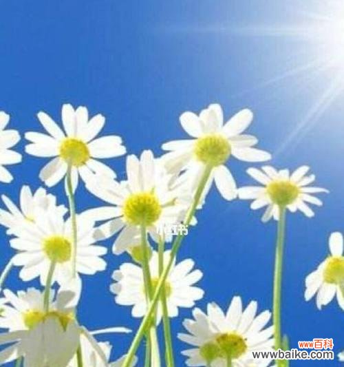 用花语传达内心的忏悔与改变 以白色康乃馨的花语为主题的赎罪之旅