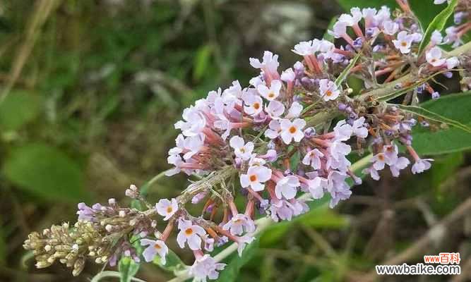 守护一生的爱情之花-百合花 以百合花的花语为主题的文章