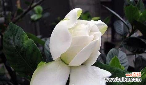 守护一生的爱情之花-百合花 以百合花的花语为主题的文章