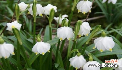 探寻顺利与幸福的秘密——牡丹花语解析 以牡丹花语为主题的顺利之道