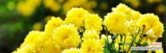 寄托心情的美丽告白——以什么花的花语表达思念朋友 思念朋友之花语