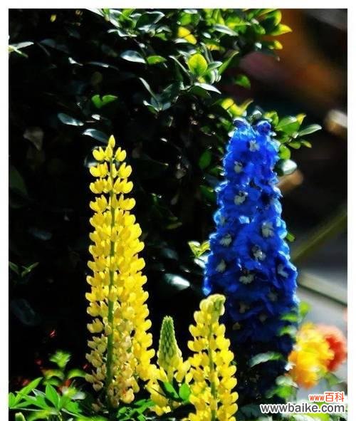 揭示人类贪婪本性的花朵之语 贪婪之花的花语