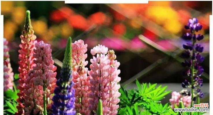 揭示人类贪婪本性的花朵之语 贪婪之花的花语