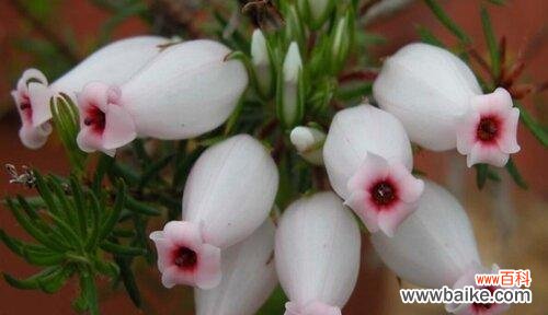 天使的守护与温暖 以白玫瑰的花语为主题的文章